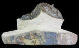 Metacanthina Trilobite - Lghaft, Morocco #64415-2